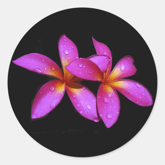 Plumeria paarse op zwarte achtergrond ronde sticker (Voorkant)
