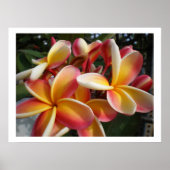 plumeria poster (Voorkant)