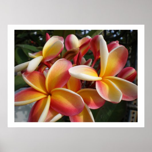 plumeria poster (Voorkant)