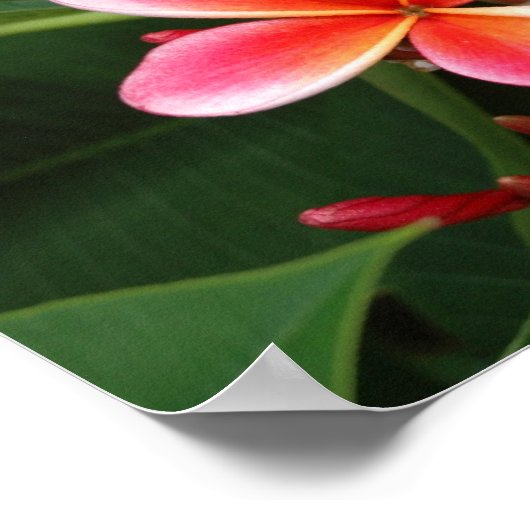 Plumeria Poster (Hoek)