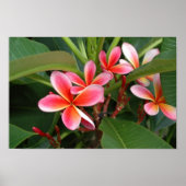 Plumeria Poster (Voorkant)