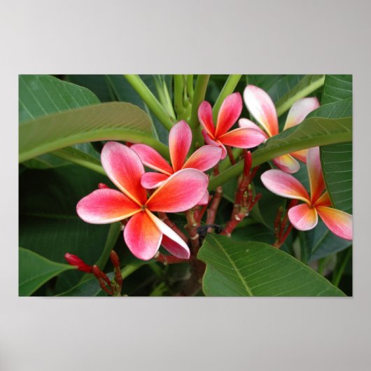 Plumeria Poster (Voorkant)