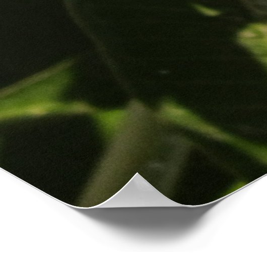 Plumeria Poster (Hoek)