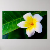plumeria poster (Voorkant)
