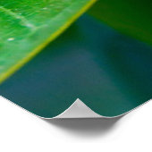 plumeria poster (Hoek)