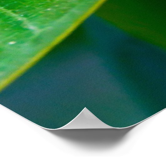 plumeria poster (Hoek)