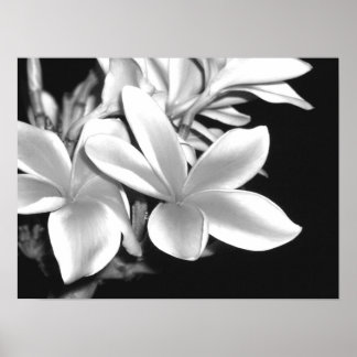 Plumeria Poster