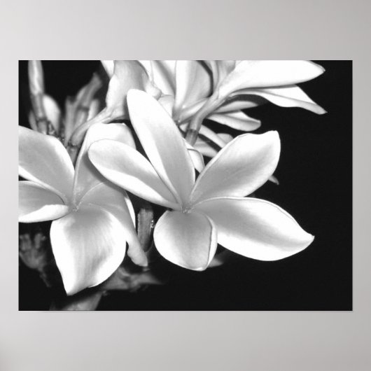 Plumeria Poster (Voorkant)