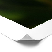 Plumeria Poster (Hoek)