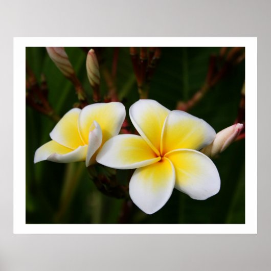 Plumeria Poster (Voorkant)
