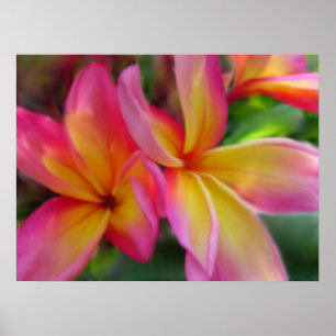 Plumeria Print