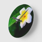 Plumeria Ronde Klok (Hoek)