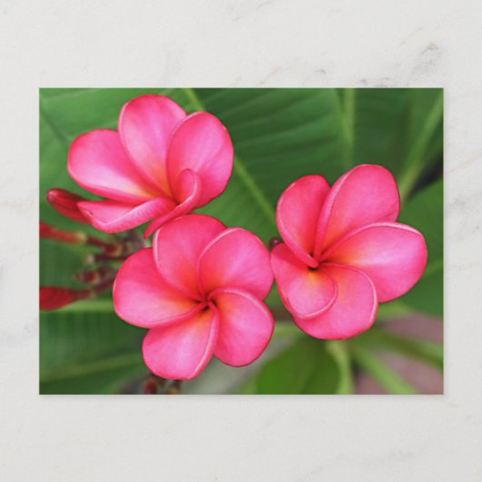 Plumeria - Roos Miami over Briefkaart (Voorkant)