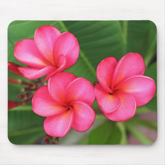 Plumeria - Roos Miami over mousepad Muismat (Voorkant)