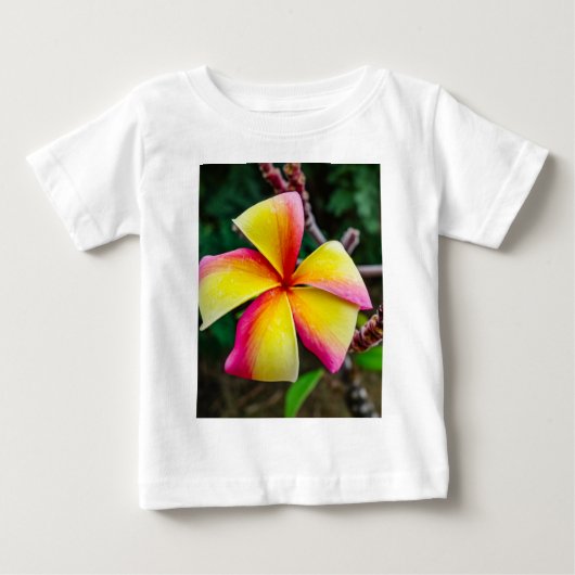 Plumeria rubra (Voorkant)