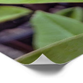 Plumeria Rubra Flower Poster (Hoek)