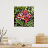 Plumeria Rubra Flower Poster (Keuken)