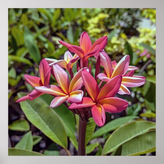 Plumeria Rubra Flower Poster (Voorkant)