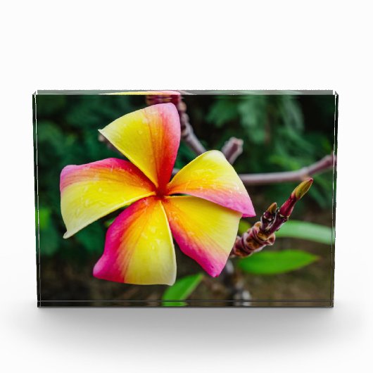 Plumeria rubra fotoblokken (Voorkant)