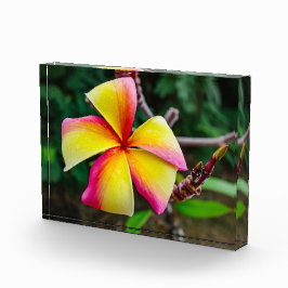 Plumeria rubra fotoblokken