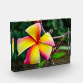 Plumeria rubra fotoblokken (Links)