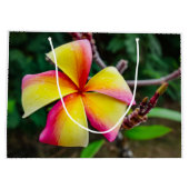 Plumeria rubra groot cadeauzakje (Achterkant)