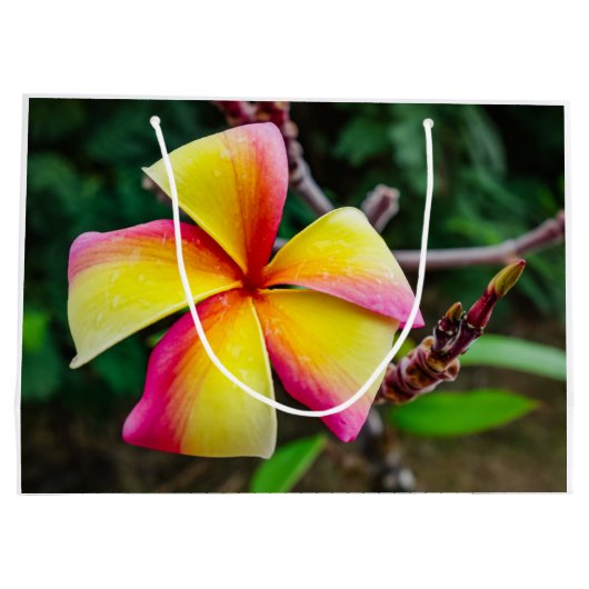 Plumeria rubra groot cadeauzakje (Achterkant)