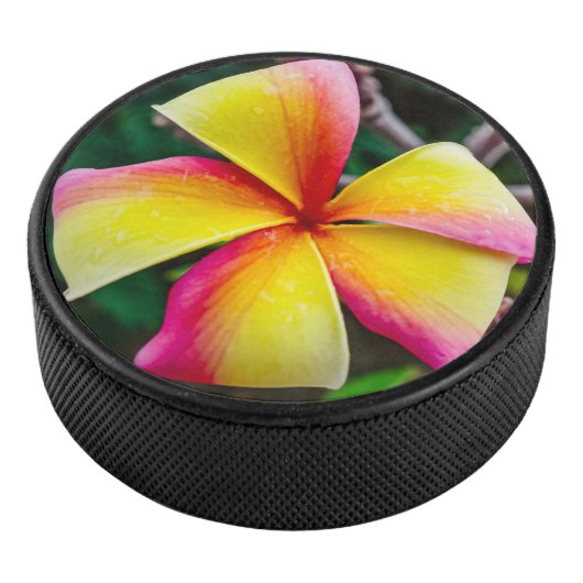 Plumeria rubra hockey puck (3/4)