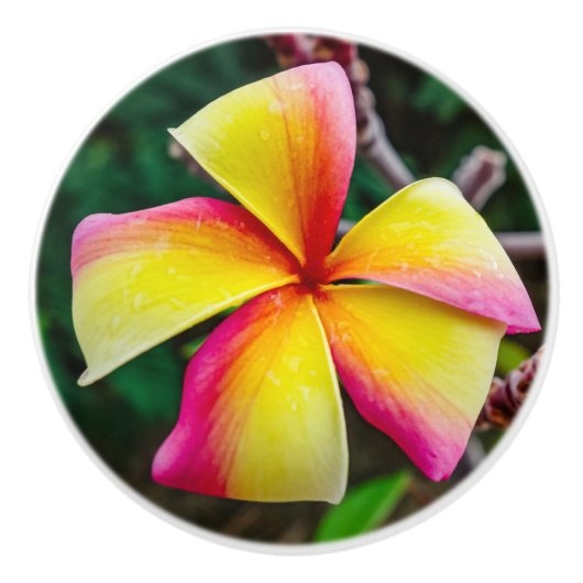 Plumeria rubra keramische knop (Voorkant)