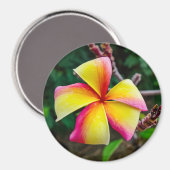 Plumeria rubra magneet (Voorkant / Achterkant)