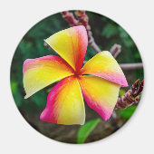 Plumeria rubra magneet (Voorkant)