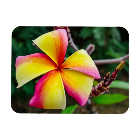 Plumeria rubra magneet (Horizontaal)