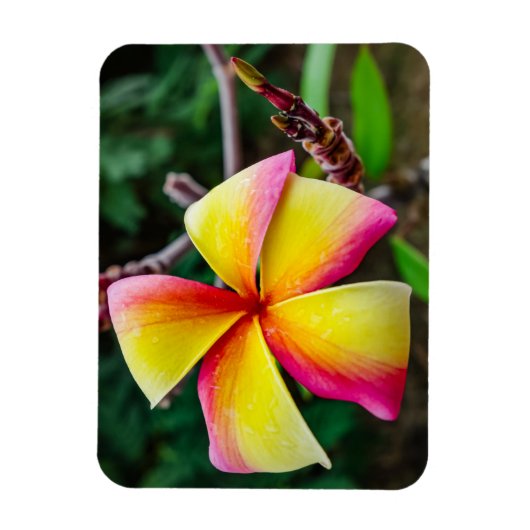 Plumeria rubra magneet (Verticaal)