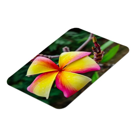 Plumeria rubra magneet (Linkerzijde)