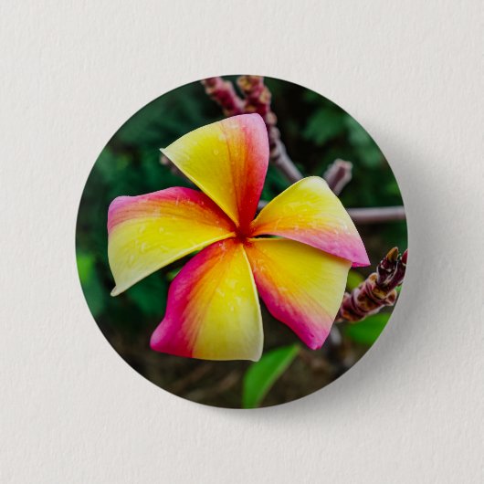 Plumeria rubra ronde button 5,7 cm (Voorkant)