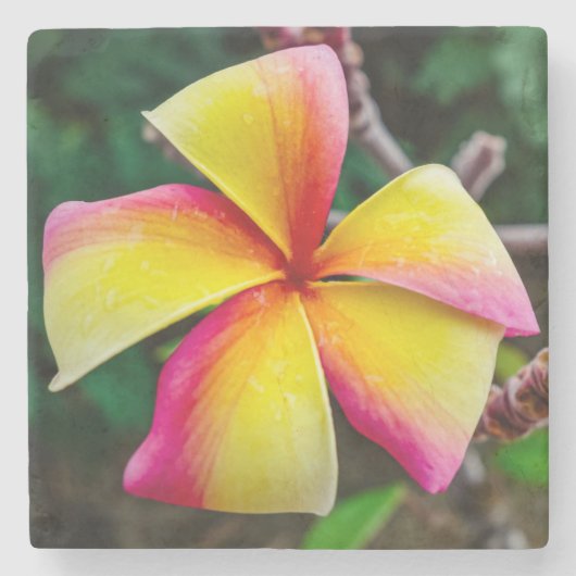 Plumeria rubra stenen onderzetter (Voorkant)
