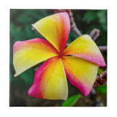 Plumeria rubra tegeltje (Voorkant)