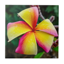 Plumeria rubra tegeltje