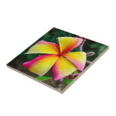 Plumeria rubra tegeltje (Zijkant)
