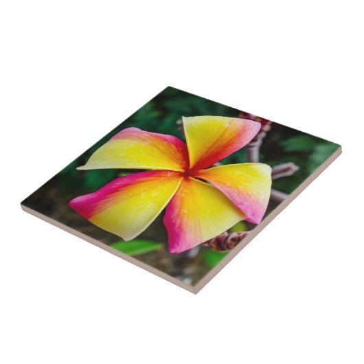Plumeria rubra tegeltje (Zijkant)