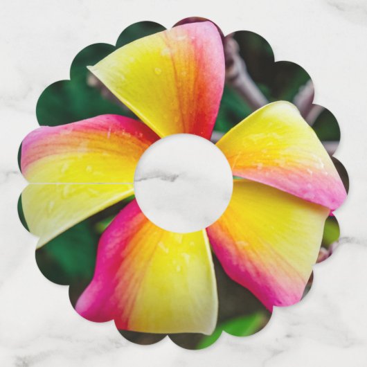 Plumeria rubra wijnglaslabel (Achterkant)