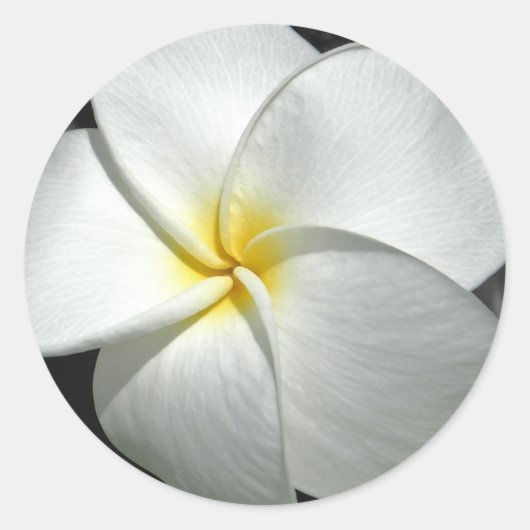 Plumeria Sticker (Voorkant)