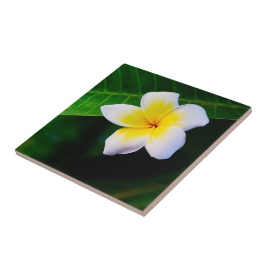plumeria tegeltje (Zijkant)