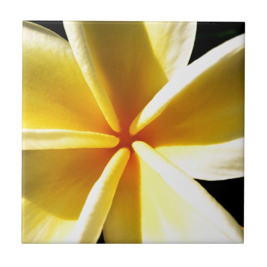 plumeria tegeltje (Voorkant)