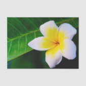 plumeria tissuepapier (Voorkant)