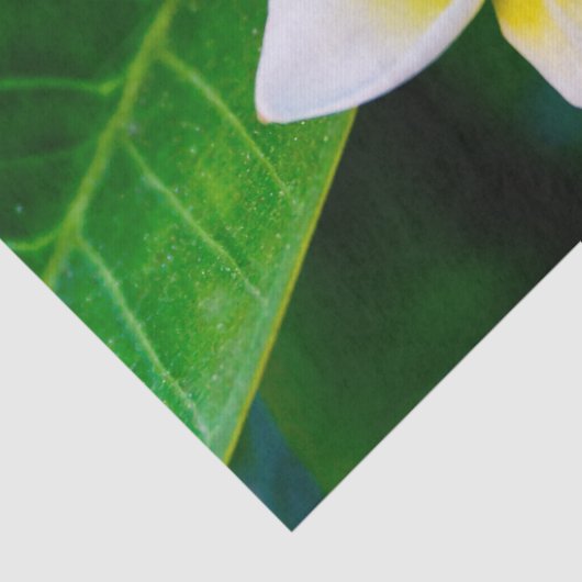 plumeria tissuepapier (Detail)