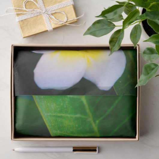 plumeria tissuepapier (Geschenk)