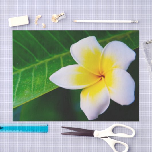 plumeria tissuepapier (Craft)