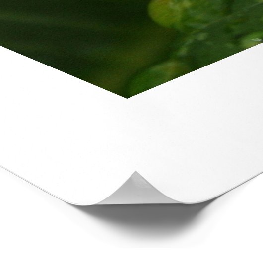 Plumeria Trio Poster (Hoek)