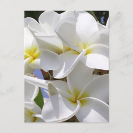 Plumeria Tropical Flowers Briefkaart